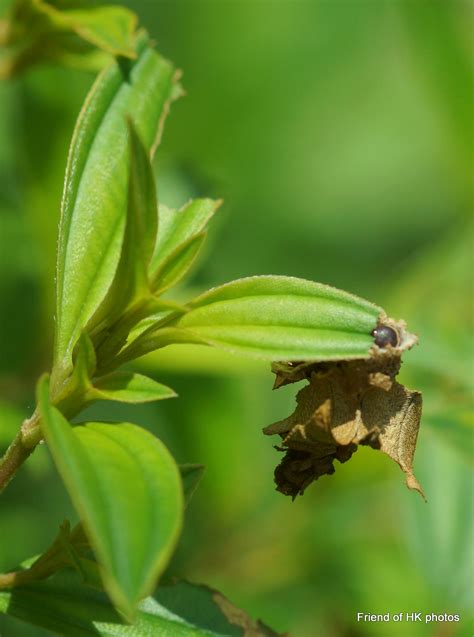 Photographic Wildlife Stories In Uk Hong Kong Clever Bagworms