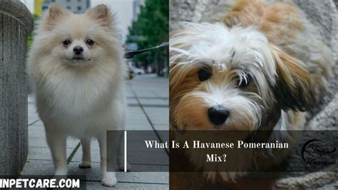 Havanese Pomeranian Mix: Pictures, Cost To Buy & More