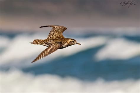 Bird Pacific Golden Plover Barwon Bluff