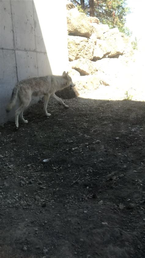 Gray Wolf Zoochat