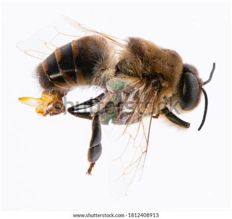 Bee Drone Male Bee Close Visible Stock Photo Edit Now 1812408913