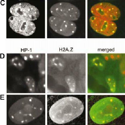 H2A Z And HP1 A Co Localize At Pericentric Heterochromatin Early