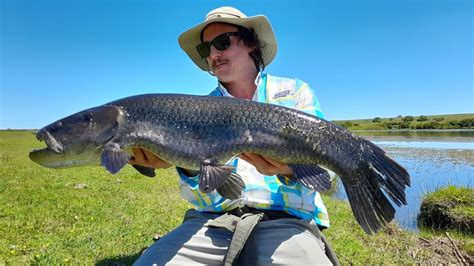 Tararira Enorme En La Vegetaci N Pesca Tarariras Uruguay Youtube