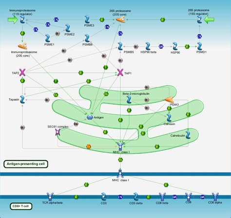 Immune response - Antigen presentation by MHC class I Pathway Map ...