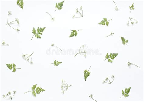 Mod Le Floral Fait De Feuilles Vertes Branches Sur Le Fond Blanc