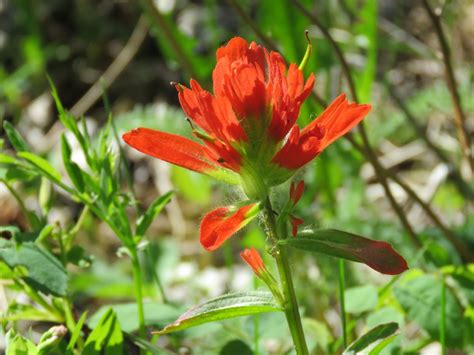 Indian Paintbrush Aka Castilleja Gardendi