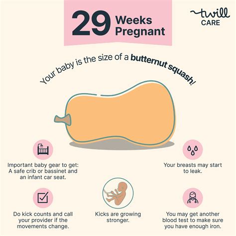 29 Weeks Pregnant | Pregnancy Week-by-Week - Twill Care