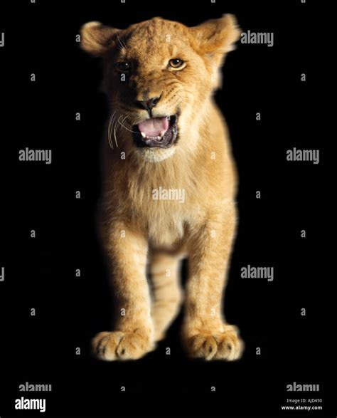 lion cub on black background Stock Photo - Alamy