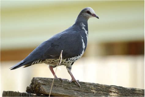 Wonga Pigeon - Leucosarcia melanoleuca