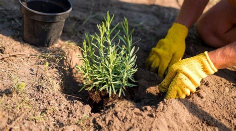 Cómo cultivar lavanda a partir de semillas en 7 sencillos pasos Plantando