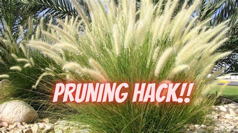 This ONE Trick Makes Pruning Grasses EASY How To Prune Ornamental