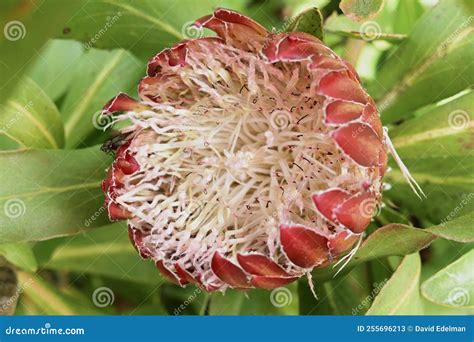 Protea Cyanroides The King Protea 6 Stock Image Image Of Survive