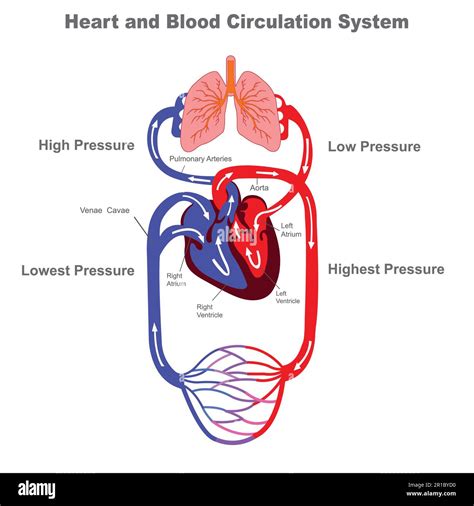 Syst Me De Circulation Sanguine Anatomie Stylis E Du C Ur Sch Ma