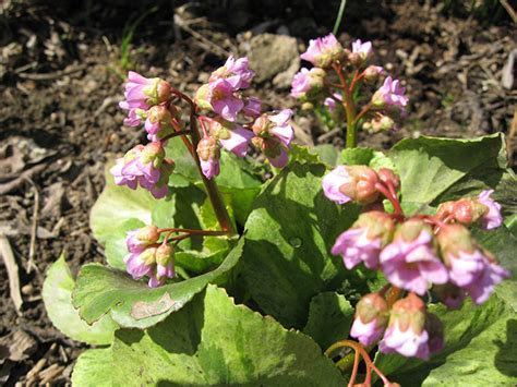 Бадан Галина купить - Питомник ⋆ blumgarden.ru