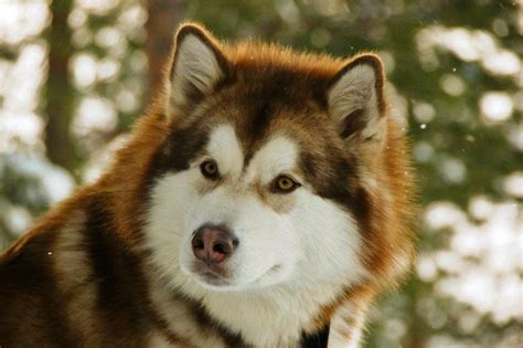 Milo Redandwhite Alaskan Malamute By Art Giardeto Photo 7712863 500px