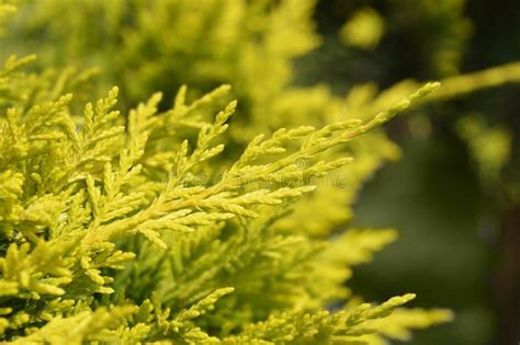 Leyland Cypress Castlewellan Gold Stock Image Image Of Leylandii