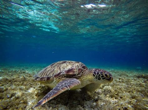 Turtle Nesting Season On Anna Maria Island