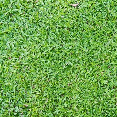 natural green  watered australian lawn grass  garden  park