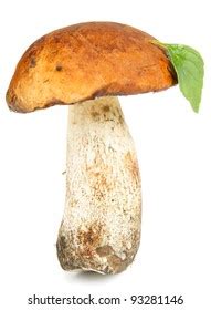 Redcap Mushroom Green Leaf Isolated Stock Photo 93281146 | Shutterstock