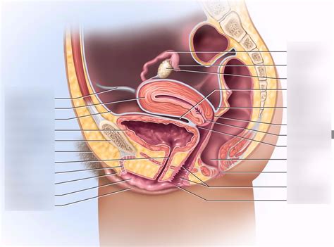 Female Reproduction Diagram Quizlet