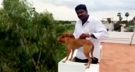 Medical Student Throws Dog From Terrace Friend Uploads Video On Social