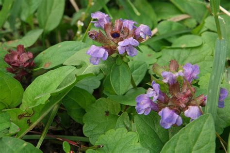 Prunella vulgaris