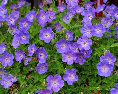 Geranium Rozanne Best Perennial Ground Cover Plant