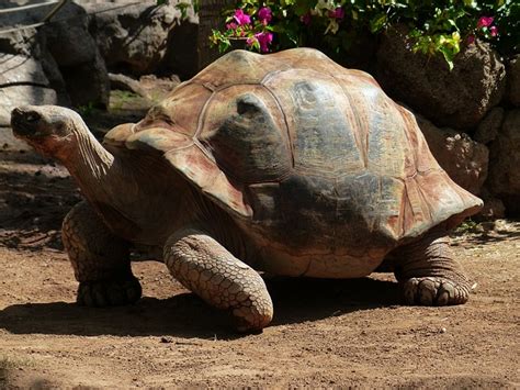 African Spurred Tortoise - Free photo on Pixabay - Pixabay