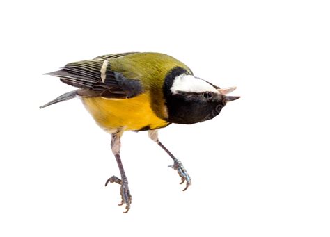 Titmouse Bird Isolated On White Parus Tit Glitter Beautiful PNG