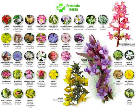 Las Flores De Bach Farmacia Borda Pamplona