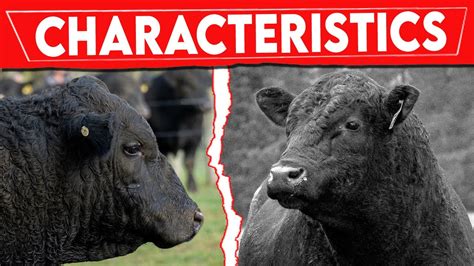 ⭕ Aberdeen Angus Cattle Characteristics Every Breed In The World