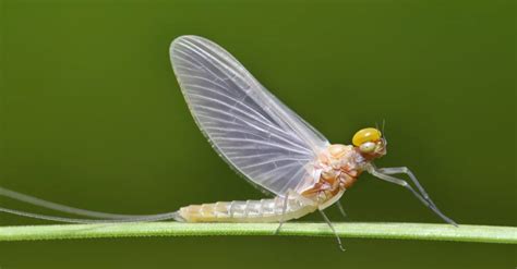 Mayfly Lifespan: How Long Do Mayflies Live? - A-Z Animals