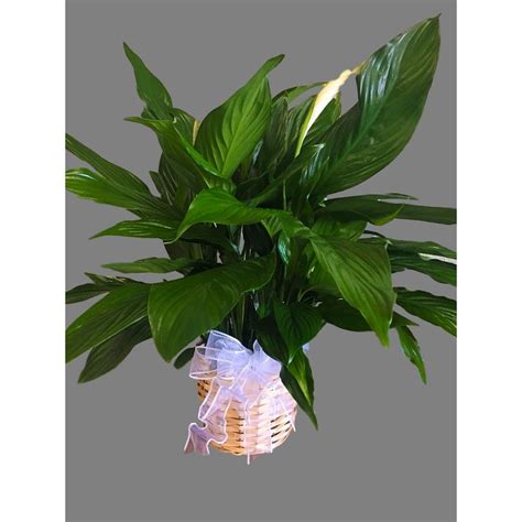 6 Inch Peace Lily Glendale Peoria Phoenix Az 85051 Payne