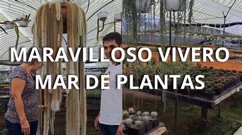 El Maravilloso Vivero Mar De Plantas Donde Encontr Los Cactus M S