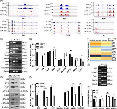 Analysis Of Chromatin Accessibility In P53 Deficient Spermatogonial