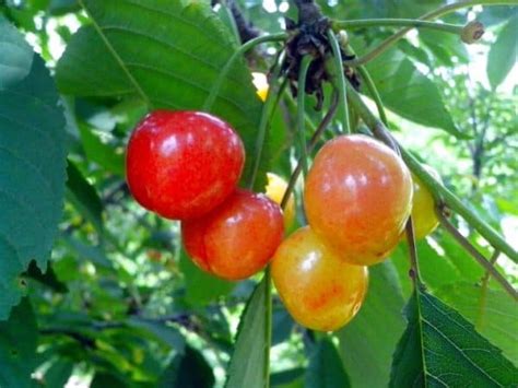 Rainier Cherries Plant Care Guide Plantly