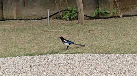 Oriental Magpie from 100台灣台北市中正區南門里 on February 24 2020 at 12 41 PM by