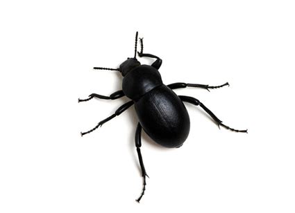 Beetles - Perfection Pest Management