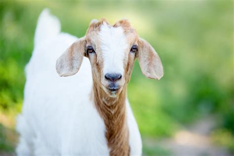 25 Best Dairy Goat Breeds Goats For Milk Hubpages