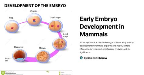 Early Embryo Development in Mammals