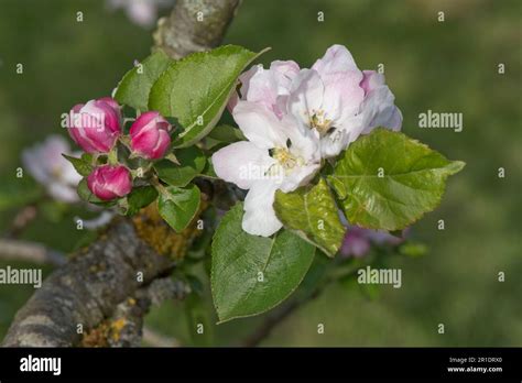 White And Pink Blossom And Pink Buds On An Egremont Russet Eating Apple