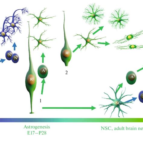 Diagram Of The Main Stages Of Neurogenesis Neurons Arise From The