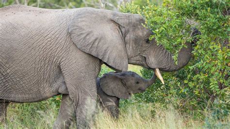 New Study Shows Elephants Vary What They Have For Dinner A Bit Like