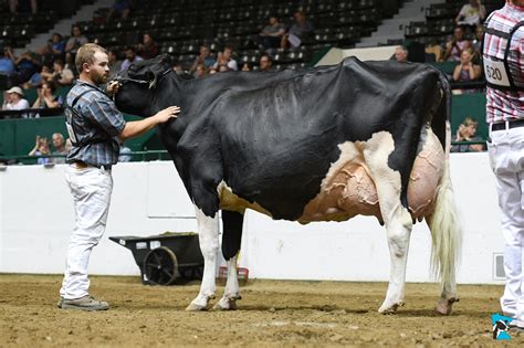 2022 Midwest Fall National Holstein Show Results Minnesota Holstein