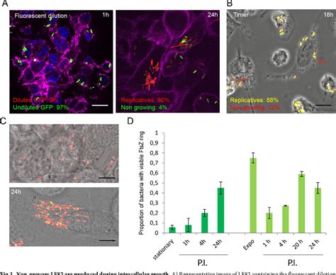 Figure 3 From The Crohns Disease Associated Escherichia Coli Strain Lf82 Relies On Sos And