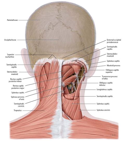 Functional Examination And Treatment Of Muscles Musculoskeletal Key