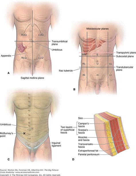 Surgical Anatomy Of The Abdomen Concise Medical Knowledge Off