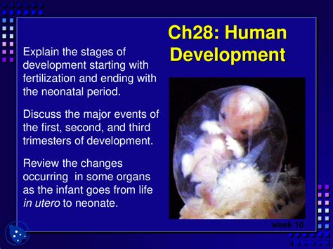 Human Development - Anatomy - Lecture Slides - Docsity