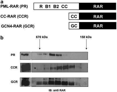 Oligomerization properties of recombinant proteins. (a) Schematic ...