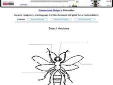 Insect Anatomy Worksheet for 2nd - 4th Grade | Lesson Planet